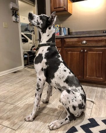 15 Pictures That Only Great Dane Lovers Will Understand - Page 2 of 3 ...