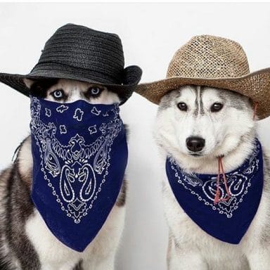 14 Awesome Halloween Costume Ideas For Your Husky - Page 2 of 4 - PetPress