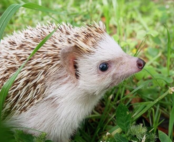 260+ Awesome Hedgehog Names Best Ways To Name Your Hedgehog PetPress