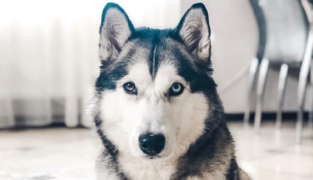 15 Worldly Wisdoms From Huskies That Will Surprise You