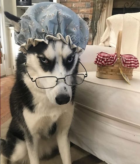 funny husky halloween costumes