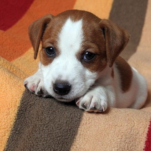 14 Things You Should Know About Jack Russell Terriers - PetPress