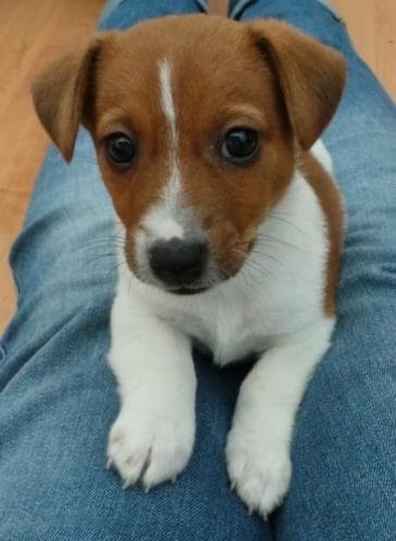 14 Jack Russell Terrier Photos You Will Love - PetPress