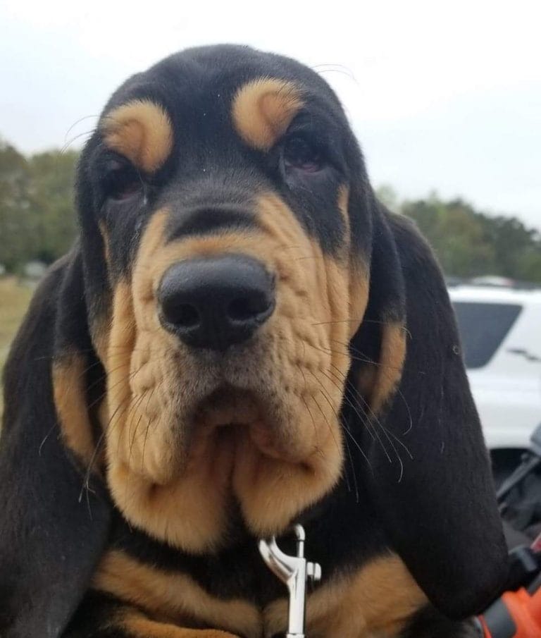 14 Gorgeous Facts About Bloodhounds PetPress