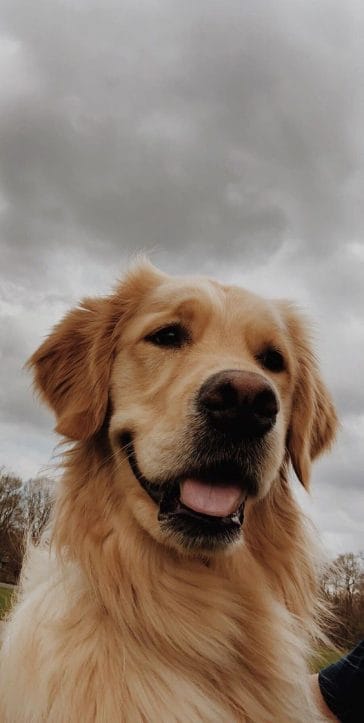 14 Funny Pictures Showing What Golden Retrievers Do Every Day - PetPress