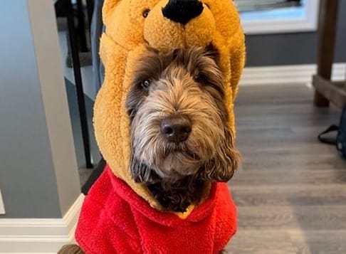 Paddington Bear Dog Costume