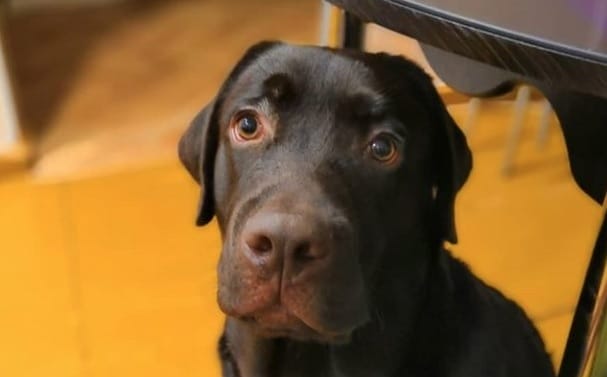 14 Reasons Why Labradors Are Best Friends For You - PetPress