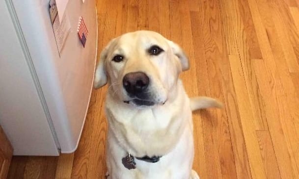 14 Funny Labrador Memes That Will Make Your Day! - PetPress