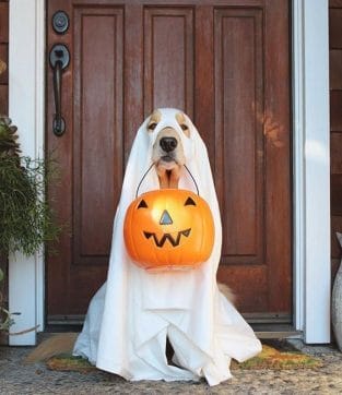 14 Cute Halloween Costumes For Labradors And Golden Retrievers - PetPress