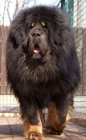 14 Interesting Facts About The Tibetan Mastiff - PetPress