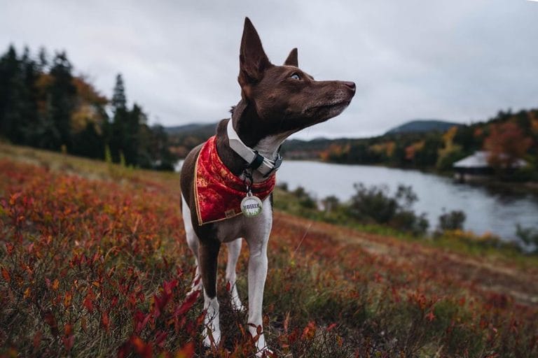 14 Charming Facts About Rat Terriers - PetPress