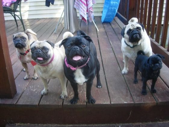 14 Reasons Why Pugs Are Intimidating - PetPress