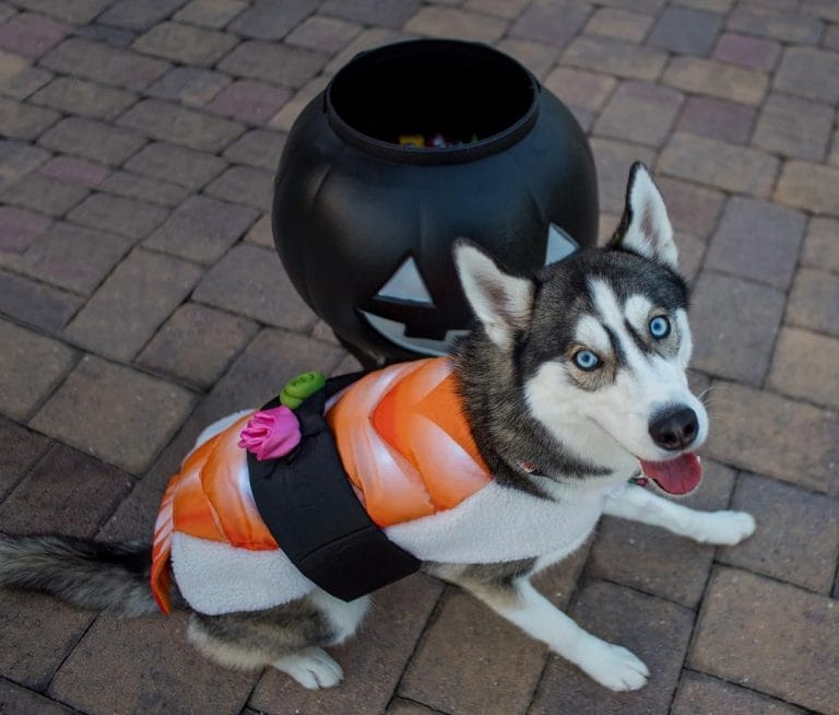 14 Costumes That Prove Huskies Always Win At Halloween PetPress
