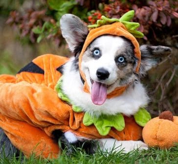 16 Perfect Halloween Costumes For Your Corgi - PetPress