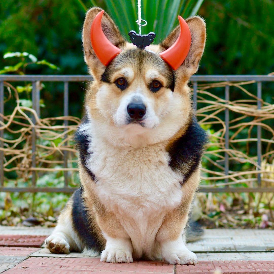 16 Perfect Halloween Costumes For Your PetPress