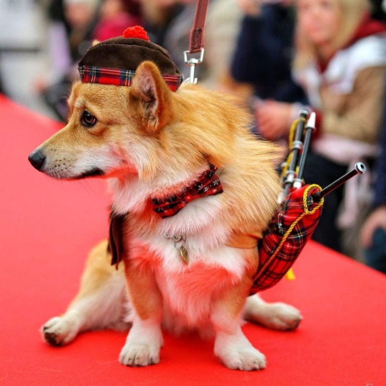 16 Perfect Halloween Costumes For Your Corgi - PetPress