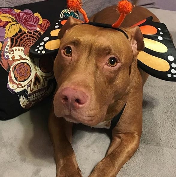 14 Funny Halloween Costumes For Pit Bulls PetPress
