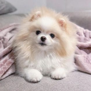 14 Pomeranian Pictures to Brighten Your Day - Page 2 of 4 - PetPress