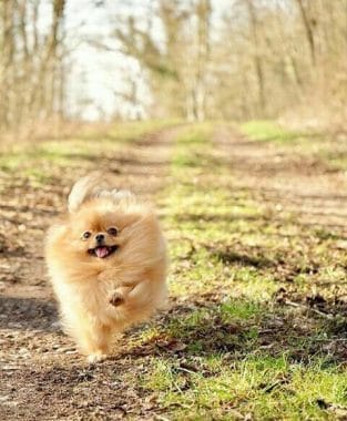 14 Pomeranian Pictures to Brighten Your Day - Page 3 of 4 - PetPress