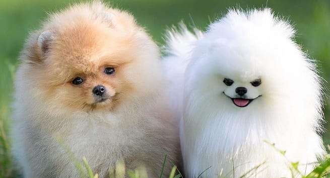 The 15 Happiest Pomeranian Pictures Of All Time - PetPress