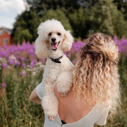 14 Reasons to Add Poodles to Your Friend List - PetPress