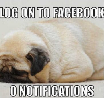 14 Funny Pug Memes That Will Make You Smile - Petpress