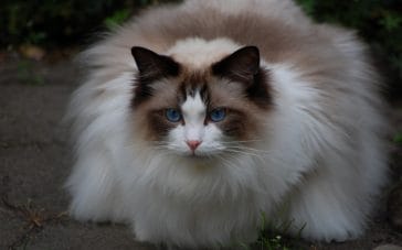 14 Things You Probably Didn’t Know About Ragdoll Cat - PetPress