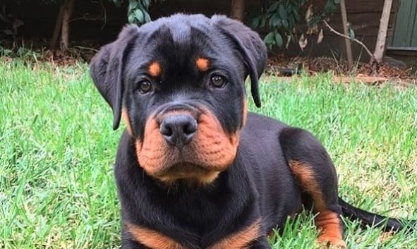 15 Pros And Cons Of The Rottweiler Dog Breed - PetPress