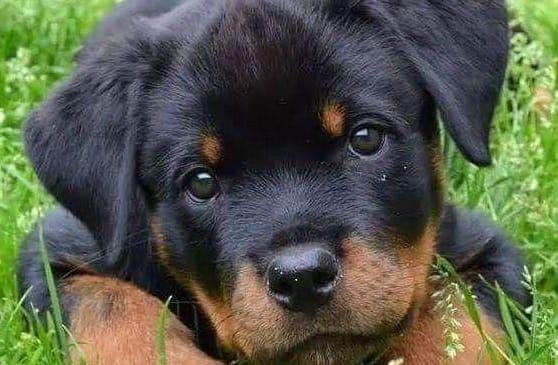 14 Rottweilers Who Are Actually Just Big Teddy Bears - PetPress