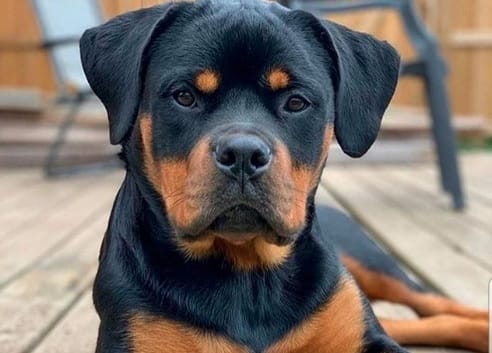 14 Amazing Facts About Rottweilers You Probably Never Knew - PetPress