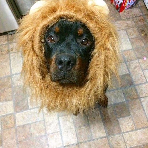 14 Funny Halloween Costumes for Rottweilers Page 2 of 3 PetPress