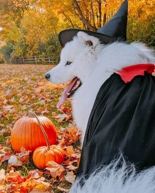 15 Best Halloween Costumes For Your Samoyed 2019 - PetPress