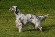 14 Amazing Facts About The English Setter - PetPress