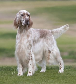 14 Amazing Facts About The English Setter - PetPress