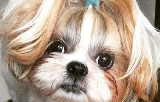 15 Ways How Shih Tzu Will Hurt Your Feelings - PetPress