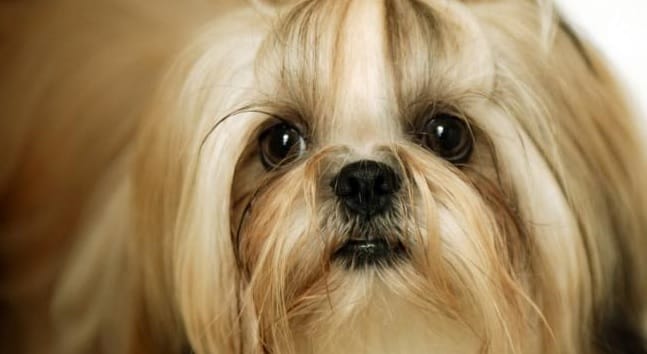 14 Fluffy Facts About the Shih Tzu - PetPress