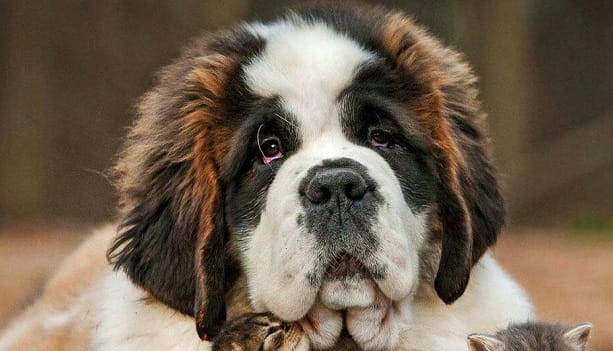 15 Funny Facts About Saint Bernards - PetPress