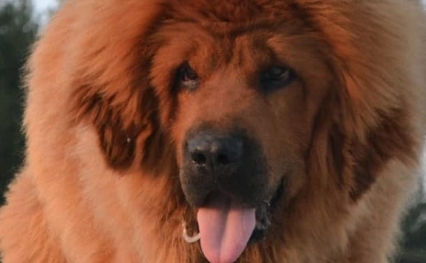 14 Astonishing Facts About Massive Tibetan Mastiffs - PetPress