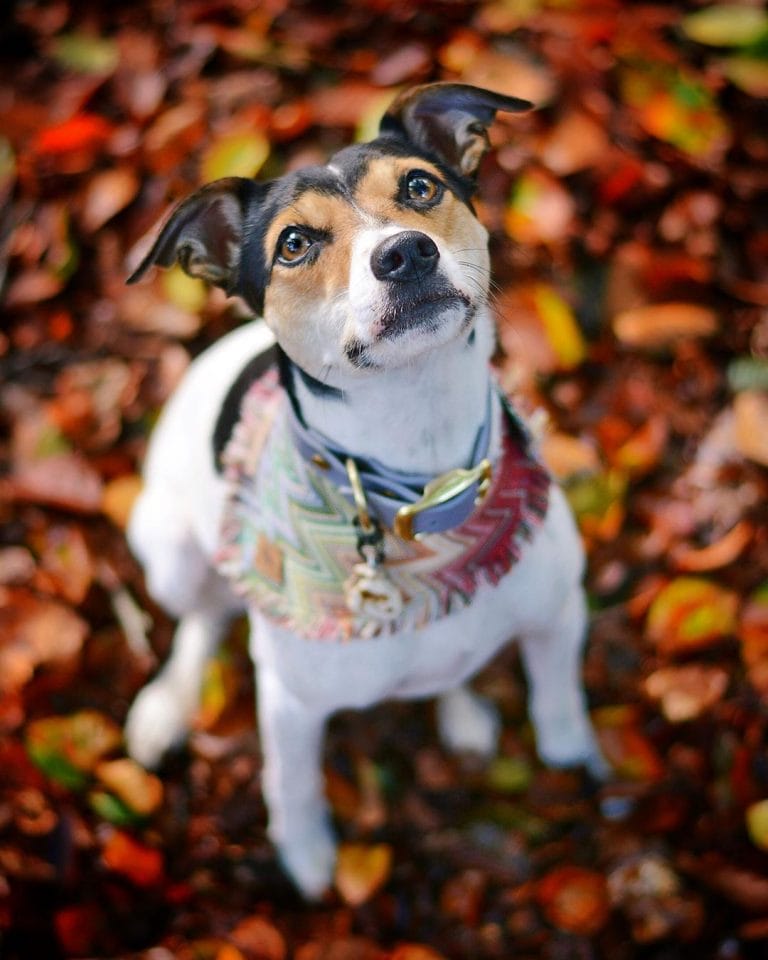 14 Charming Facts About Rat Terriers - PetPress