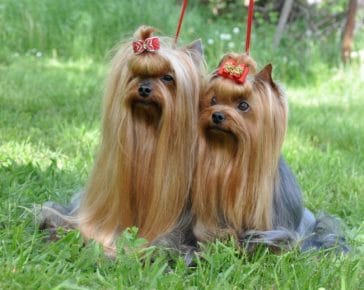 14 Incredible Yorkie Facts For Everybody To Know - PetPress