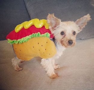 14 Yorkie Dog Halloween Costumes - PetPress