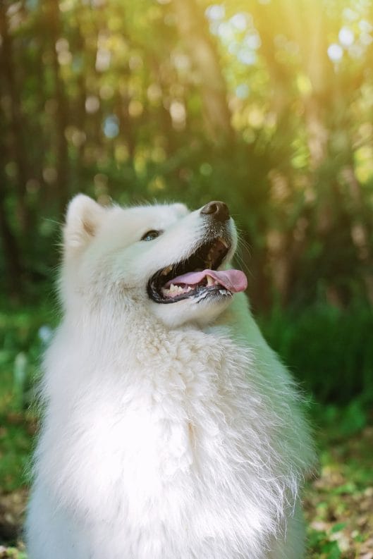 14 Reasons Samoyeds and American Eskimo Dogs Are The Pet of the Year ...