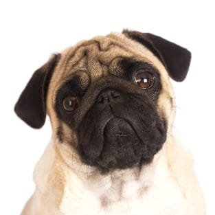 15 Reasons Why People Prefer Pugs to Other Dog Breeds - PetPress