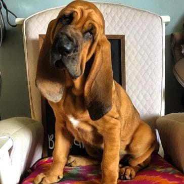 14 Funny Facts You Never Knew About Bloodhounds - PetPress