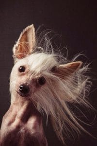 15 Amazing Facts You Didn’t Know About The Chinese Crested - Page 2 of ...