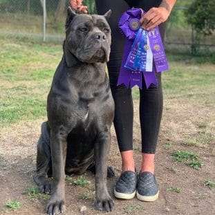 15 Amazing Facts About Cane Corso - PetPress