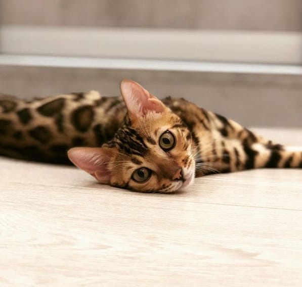 14 Reasons to Get a Bengal Cat PetPress