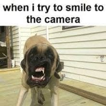 14 Mastiff Memes That Will Make Your Day - PetPress