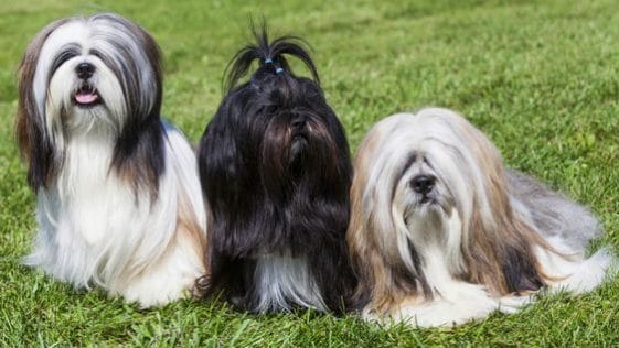 15 Amazing Facts About Lhasa Apsos - Page 2 of 3 - PetPress