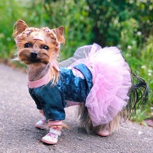 15 Cute Clothes That Will Fit for Your Yorkshire Terrier - PetPress